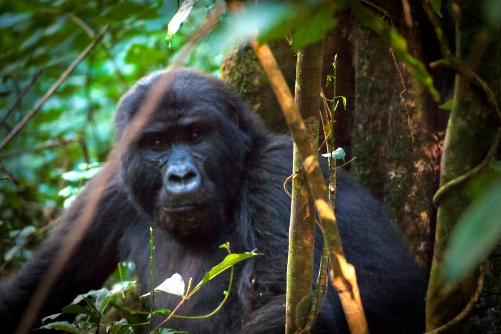 Foto/Copyright: Martin Siering - Abenteuer Afrika - Berg Gorilla im Bwindi Forest, Uganda